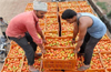 Tomatoes stay pricey at Rs 100/kg on supply disruptions